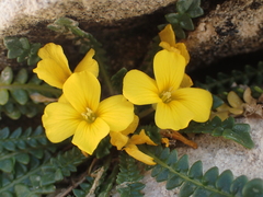 Morisia monanthos