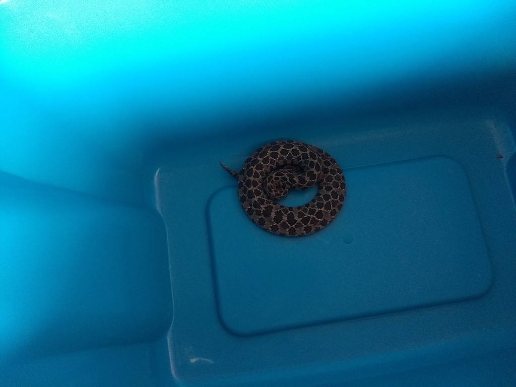 Mexican Lancehead Rattlesnake