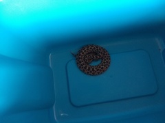 Crotalus polystictus