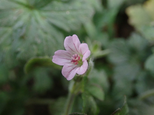 Image of Geranium nepalense by (c) Daniel Cahen, some rights reserved (CC BY)