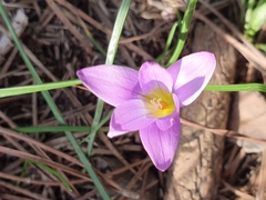 Romulea bulbocodium image