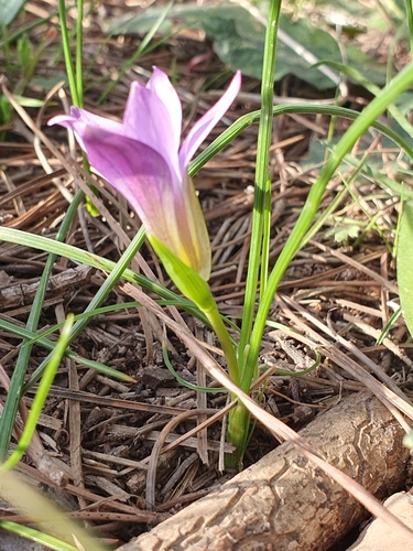 Romulea bulbocodium image