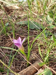 Romulea bulbocodium image