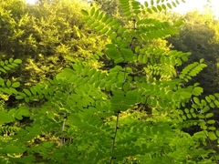 Robinia pseudoacacia
