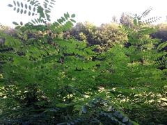 Robinia pseudoacacia