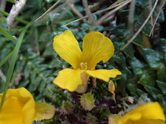 Morisia monanthos