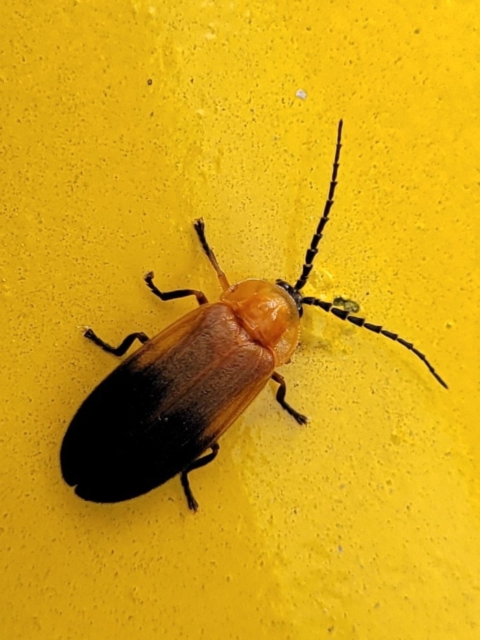 Dilychnia guttula