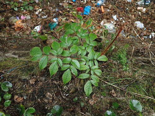 Astilbe rivularis (Astilbe rivularis)