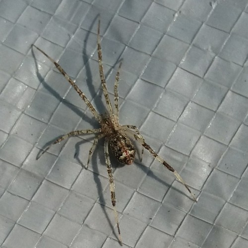 Episinus maculipes