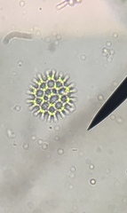 Pediastrum