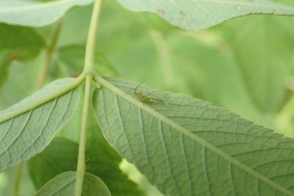 Native Calgary Insects Aphids from Douglasdale, Calgary, AB T2Z, Canada on August 24, 2022 at ...