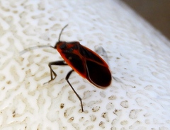 Melacoryphus circumlitus