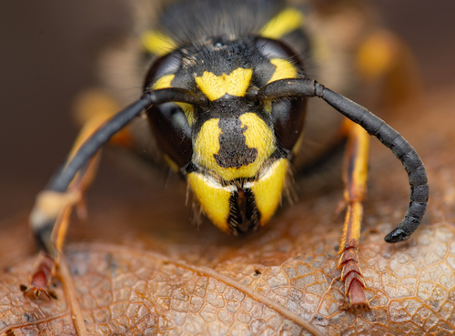 Common European Yellowjacket, photo 2 of 9