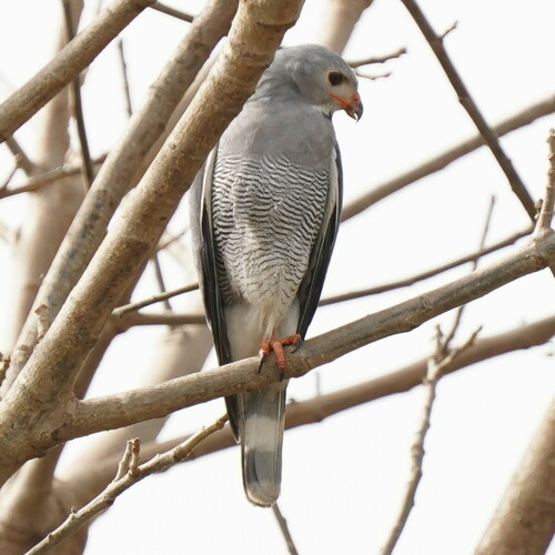 Lizard Buzzard