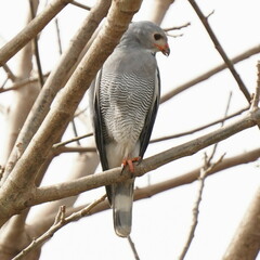 Lizard Buzzard photo 4