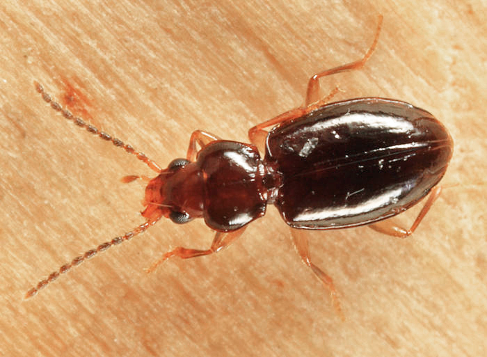 Tachys potomaca
