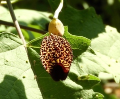 Aristolochia taliscana