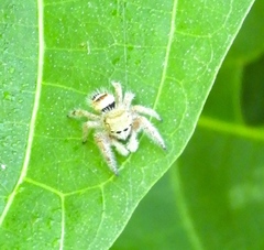 Phidippus pacosauritus