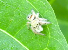 Phidippus pacosauritus