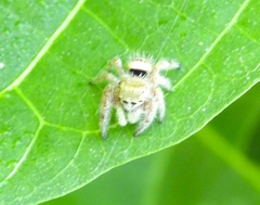 Phidippus pacosauritus