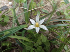 Romulea columnae