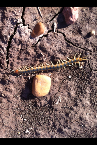 iNaturalist observation photo of Common Desert Centipede