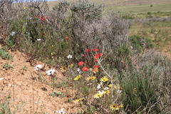 Lampranthus coccineus