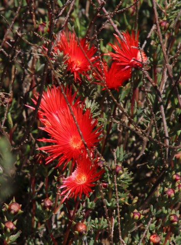 Image of Lampranthus coccineus by (c) Tony Rebelo, some rights reserved (CC BY-SA)