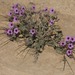 Erodium crassifolium - Photo (c) Luca Boscain, some rights reserved (CC BY-NC), uploaded by Luca Boscain