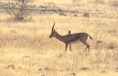 Gazella bennettii