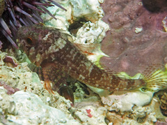 Roughcheek Sculpin photo 4