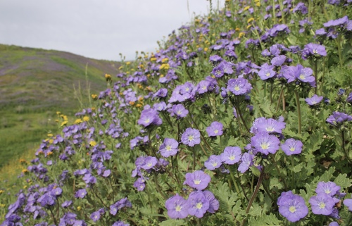 Great Valley Phacelia