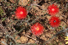 Lampranthus coccineus