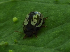 Calligrapha intermedia