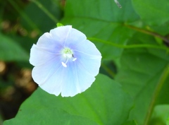 Jacquemontia pringlei