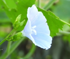 Jacquemontia pringlei