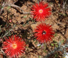Lampranthus coccineus