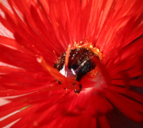 Image of Lampranthus coccineus by (c) Tony Rebelo, some rights reserved (CC BY-SA)