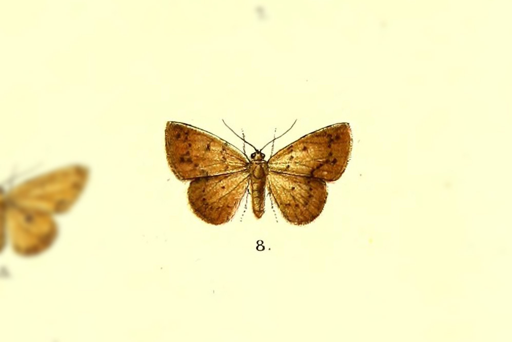 Eurytaphria punctilineata