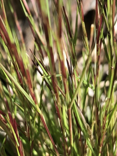 Aristida adscensionis