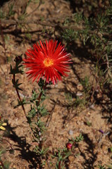 Lampranthus coccineus