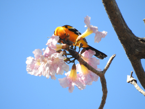 Tabebuia rosea