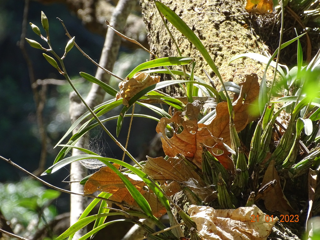 Laelia × crawshayana