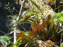 Laelia × crawshayana