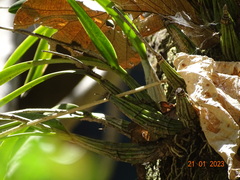 Laelia × crawshayana, photograph (c) Abraham Sánchez Romero, some rights reserved (CC BY)