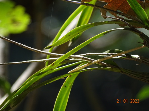 Laelia × crawshayana, photograph 2