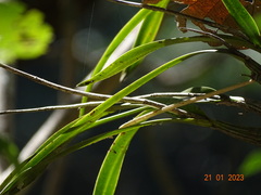 Laelia × crawshayana, photograph (c) Abraham Sánchez Romero, some rights reserved (CC BY)