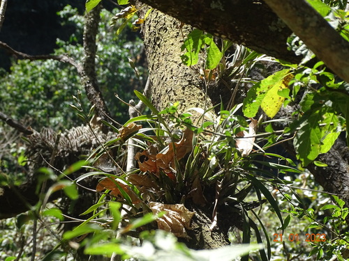 Laelia × crawshayana, photograph 3