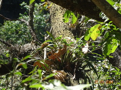 Laelia × crawshayana, photograph (c) Abraham Sánchez Romero, some rights reserved (CC BY)
