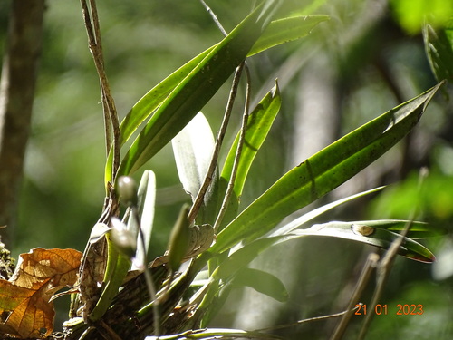 Laelia × crawshayana, photograph 5